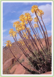 Aloe dominella - photo: H.G. Symons
